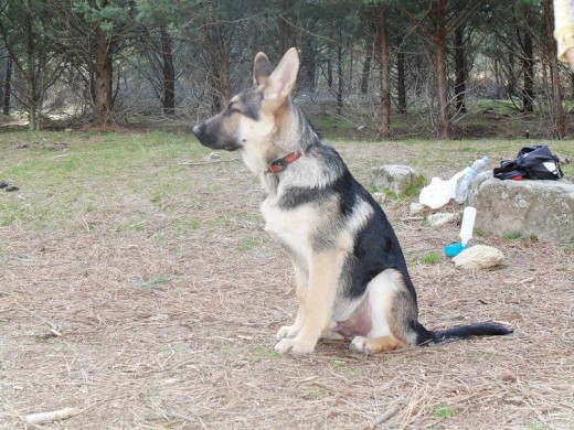 Leon esperando la orden de que ya puede moverse.